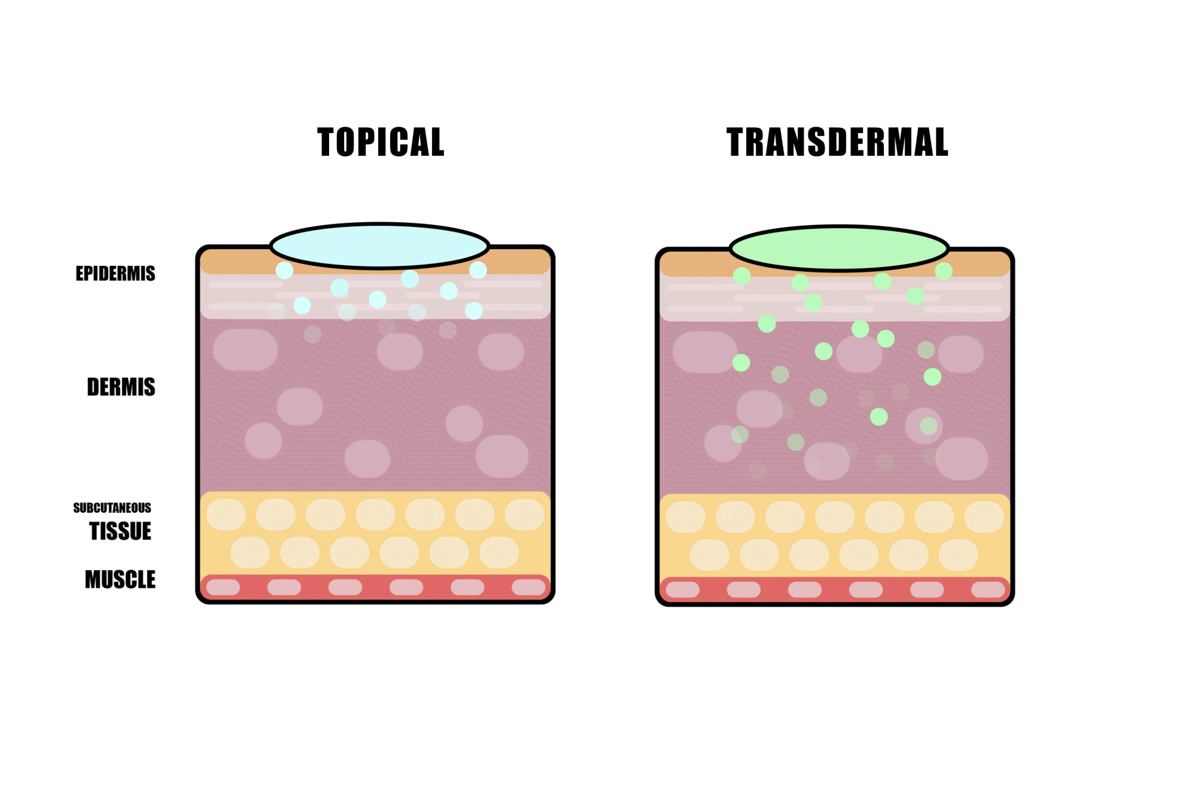 Does Topical Cbd Cream Get into Your Bloodstream  